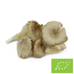 Grzyby boczniaki świeże BIO (Polska) - około 2 kg