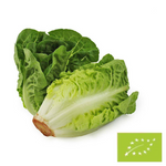 Mini laitue romaine fraîche BIO (environ 0,40 kg)