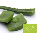 Aloes świeży BIO 1 kg