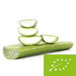 Aloe vera proaspătă BIO 1 kg